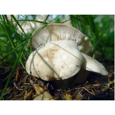 Мицелий Майского гриба / Рядовка майская (Calocybe gambosa)